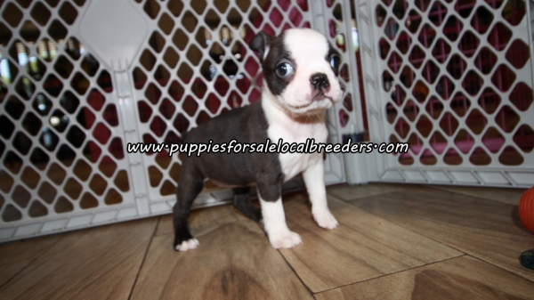 Sweet Boston Terrier Puppies For Sale Georgia