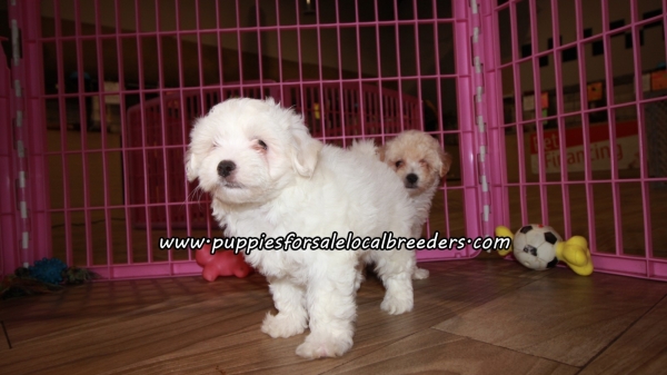 Small Maltipoo Puppies For Sale Georgia