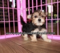 Small Morkie Puppies For Sale Georgia