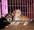 Small Morkie Puppies For Sale Georgia