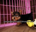 Small Yorkie Puppies For Sale Georgia