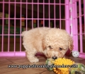 Adorable Poodle Puppies For Sale Georgia