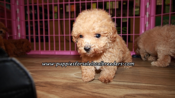 Adorable Poodle Puppies For Sale Georgia