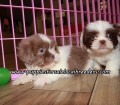 Adorable Shih Tzu Puppies For Sale Georgia