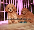 Adorable Cavapoo Puppies For Sale Georgia