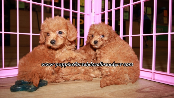 Adorable Cavapoo Puppies For Sale Georgia