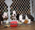 Beautiful Boston Terrier Puppies for sale Atlanta Ga