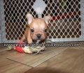 Beautiful French Bulldog Puppies for sale Atlanta Ga
