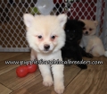 Beautiful Pomeranian Puppies for sale Atlanta Ga