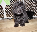 Beautiful Poodle Puppies for sale Atlanta Ga