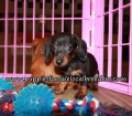 Pretty Mini Dachshund Puppies for sale Atlanta Ga