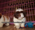 Pretty Shih Tzu Puppies for sale Atlanta Ga