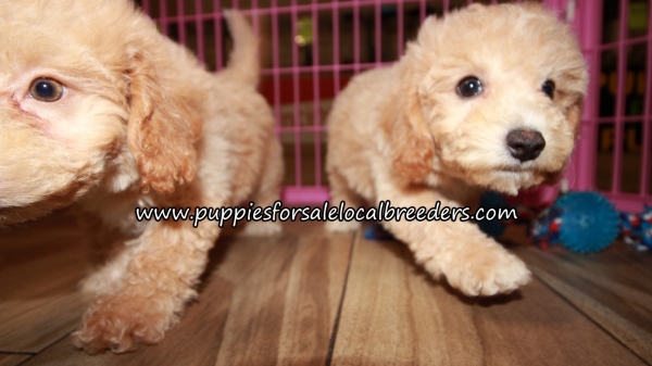 Pretty Bichonpoo Puppies for sale Atlanta Ga