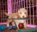 Pretty Bichonpoo Puppies for sale Atlanta Ga