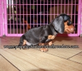 Adorable Mini Dachshund Puppies for sale Ga Atlanta
