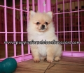 Adorable Pomeranian Puppies for sale Atlanta Ga