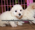 Adorable Maltipoo Puppies for sale Atlanta Ga