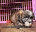 Adorable Shih Poo Puppies for sale Atlanta Ga