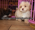 Adorable Shih Poo Puppies for sale Atlanta Ga