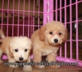 Adorable Bichon Poo Puppies for sale Atlanta Ga