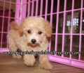 Adorable Bichon Poo Puppies for sale Atlanta Ga