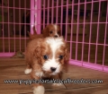 Pretty Cavapoo Puppies for sale Atlanta Georgia