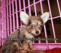 Chihuahua Puppies for sale Atlanta Georgia