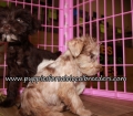 Schnoodle Puppies for sale Atlanta Georgia