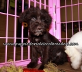 Schnoodle Puppies for sale Atlanta Georgia