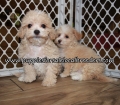 Bichon Poo Puppies for sale Atlanta Georgia