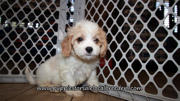 Cavachon Puppies for sale Atlanta Georgia