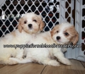 Cavachon Puppies for sale Atlanta Georgia