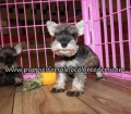 Mini Schnauzer Puppies for sale Atlanta Georgia