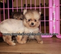Pomeranian Puppies for sale Atlanta Georgia