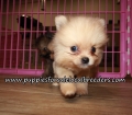 Pomeranian Puppies for sale Atlanta Georgia