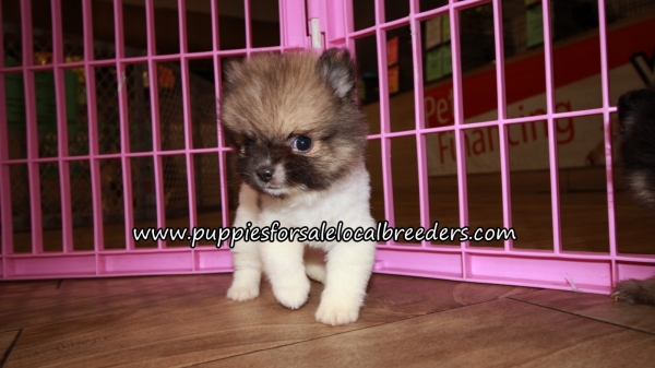Very Cute Pomeranian Puppies for sale Atlanta Georgia