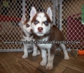 Siberian Husky Puppies for sale Atlanta Georgia