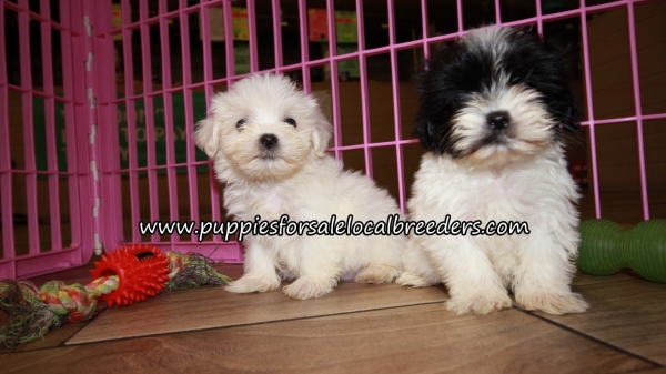 Cute Malti Tzu Puppies for sale Atlanta Georgia