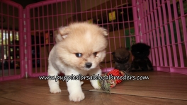 Cute Pomeranian Puppies for sale Atlanta Georgia