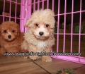Adorable Maltipoo Puppies for sale Atlanta Georgia