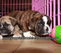 Adorable English Bulldog Puppies for sale Atlanta Georgia