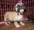 Adorable English Bulldog Puppies for sale Atlanta Georgia