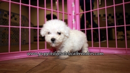 Perfect Bichon Puppies for sale Atlanta Georgia