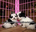Perfect Morkie Puppies for sale Atlanta Georgia