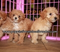 Perfect Bichon Poo Puppies for sale Atlanta Georgia