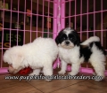 Perfect Teddy Bear Puppies for sale Atlanta Georgia