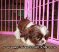 Precious Shih Tzu Puppies for sale Atlanta Georgia