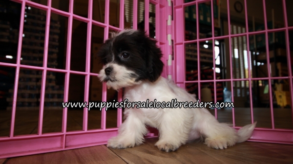 Precious Malti Tzu Puppies for sale Atlanta Georgia