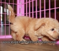 Precious Bichon Poo Puppies for sale Atlanta Georgia