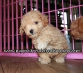 Precious Maltipoo Puppies for sale Atlanta Georgia